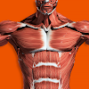 Muscles 3D